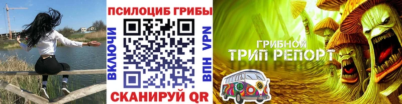 Купить где  Карабаш  Псилоцибиновые грибы Cubensis 